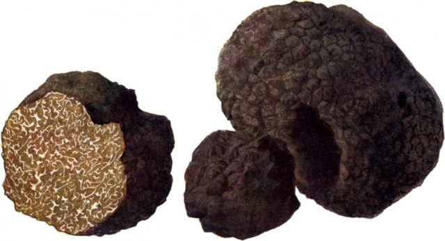 Truffles: where they grow in the Moscow region, how to collect and when the season starts