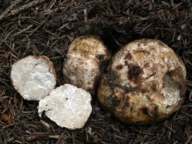 Truffles: where they grow in the Moscow region, how to collect and when the season starts