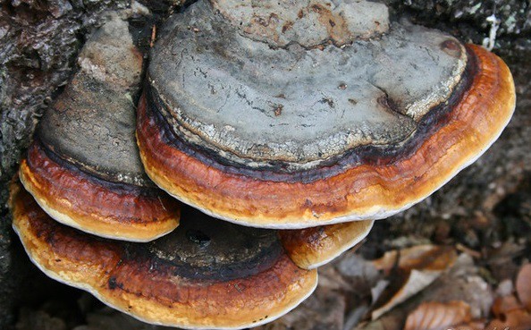 Trutovik bordered (pine, wood sponge): medicinal properties, application, photo