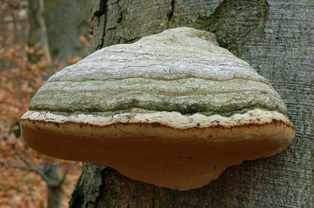 Trutovik bordered (pine, wood sponge): medicinal properties, application, photo