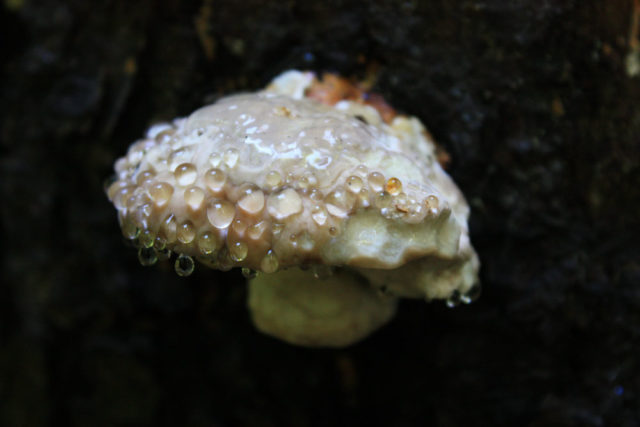 Trutovik bordered (pine, wood sponge): medicinal properties, application, photo