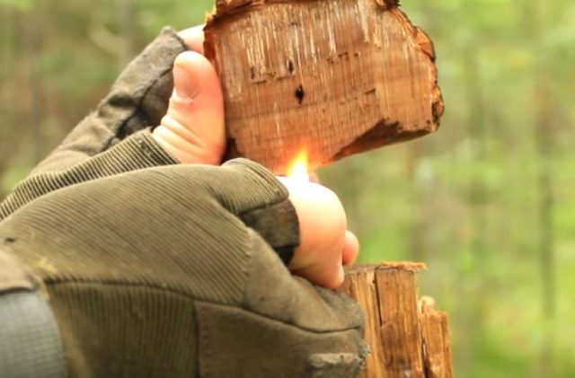 Trutovik bordered (pine, wood sponge): medicinal properties, application, photo