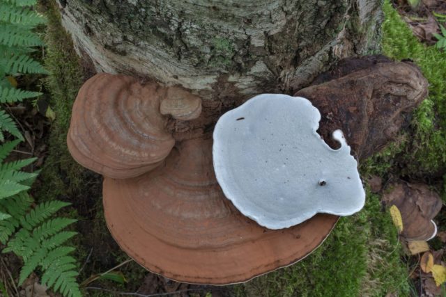 Trutovik flat: medicinal properties, use in traditional medicine