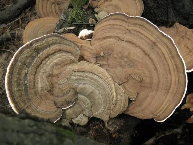 Trutovik flat: medicinal properties, use in traditional medicine