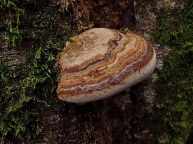 Trutovik flat: medicinal properties, use in traditional medicine