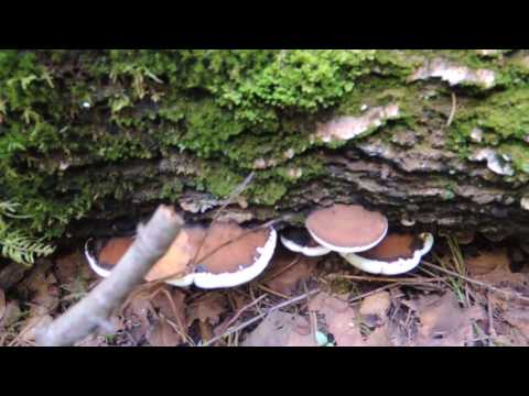 Trutovik flat: medicinal properties, use in traditional medicine