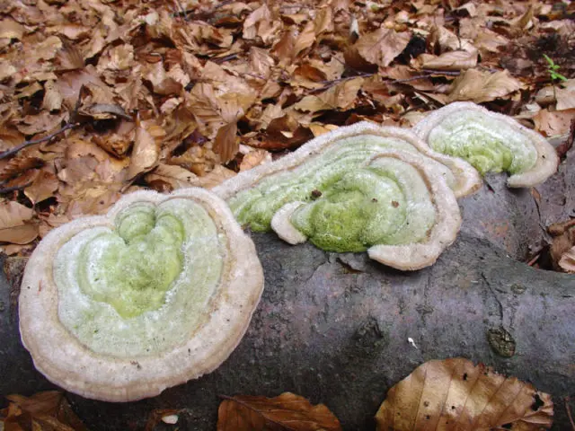 Trutovik hard-haired (Trametes hard-haired): photo and description