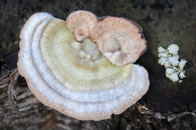 Trutovik hard-haired (Trametes hard-haired): photo and description