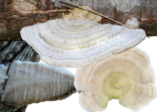 Trutovik hard-haired (Trametes hard-haired): photo and description