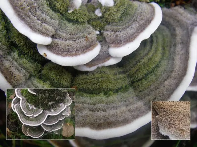 Trutovik hard-haired (Trametes hard-haired): photo and description