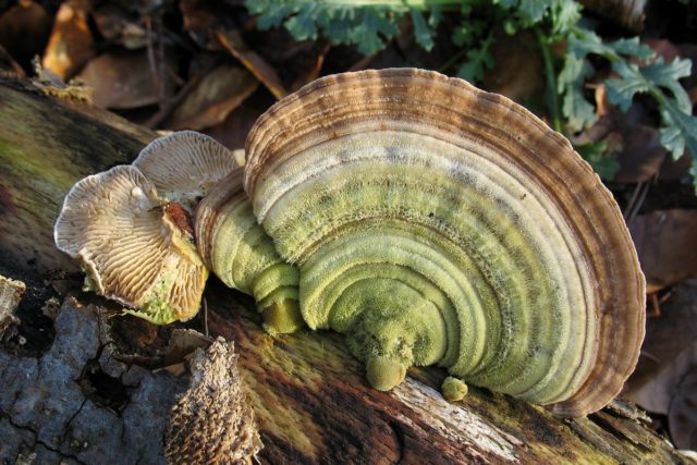 Trutovik hard-haired (Trametes hard-haired): photo and description