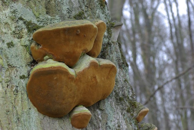 Trutovik Hartig: photo and description, impact on trees