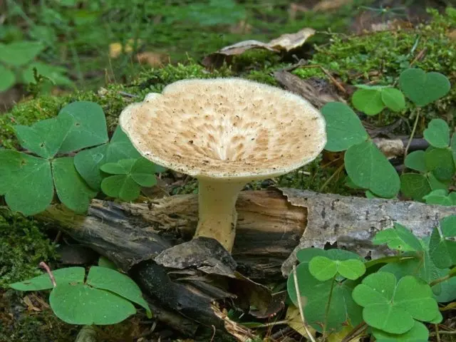 Trutovik tuberous: photo and description