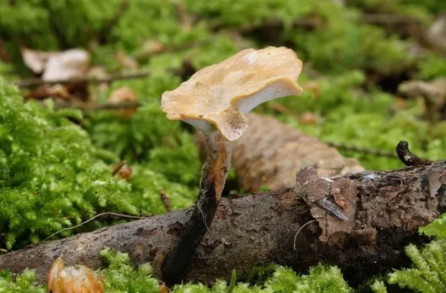 Trutovik tuberous: photo and description