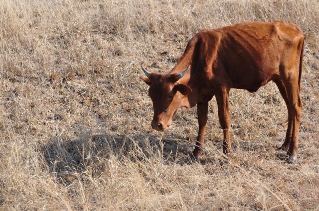 Tuberculosis in cattle: prevention, diagnosis and treatment