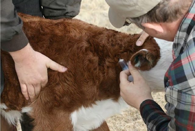 Tuberculosis in cattle: prevention, diagnosis and treatment