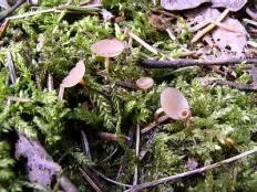 Tuberous sclerotinia (Dumontinia tuberosa) photo and description