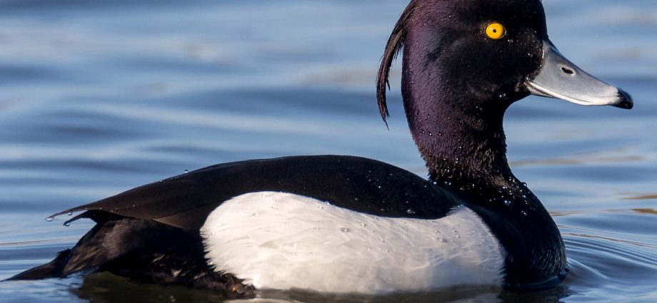 Tufted tufted duck