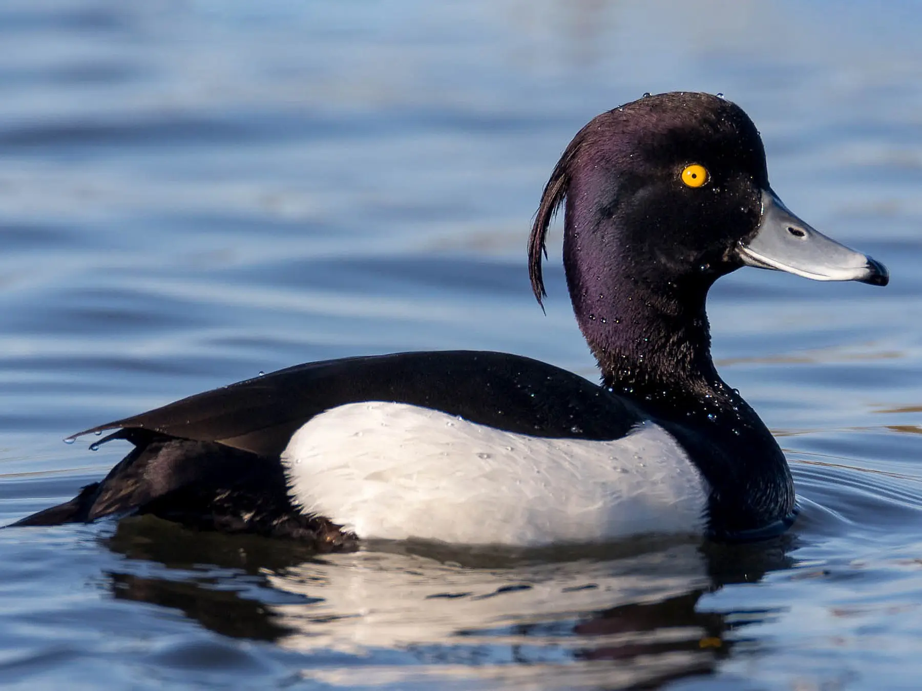 Tufted tufted duck