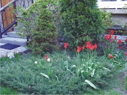 Tui and junipers in landscape design