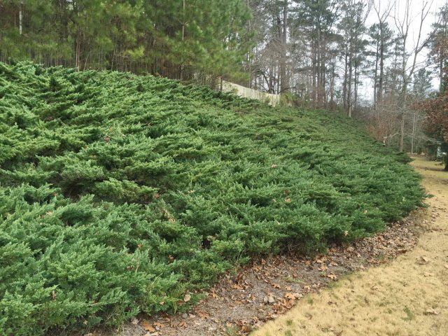 Tui and junipers in landscape design