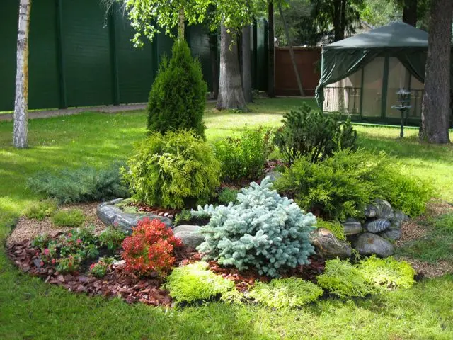 Tui and junipers in landscape design