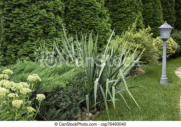 Tui and junipers in landscape design