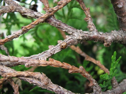 Tui diseases: treatment in the spring from pests and diseases, photo