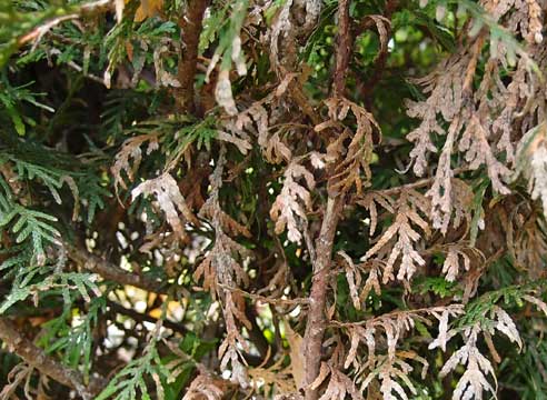 Tui diseases: treatment in the spring from pests and diseases, photo