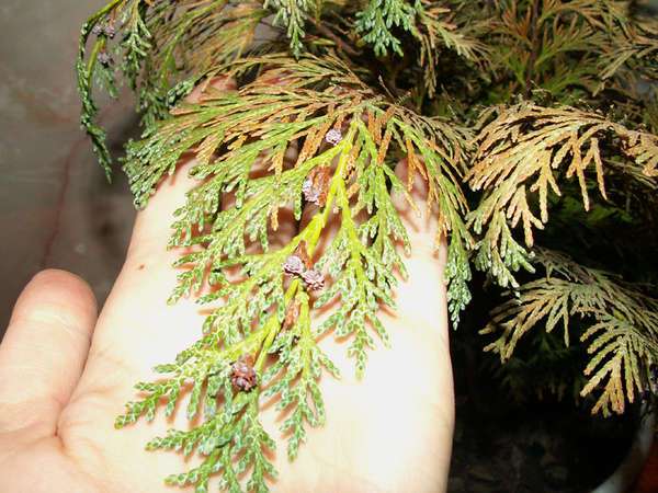 Tui diseases: treatment in the spring from pests and diseases, photo