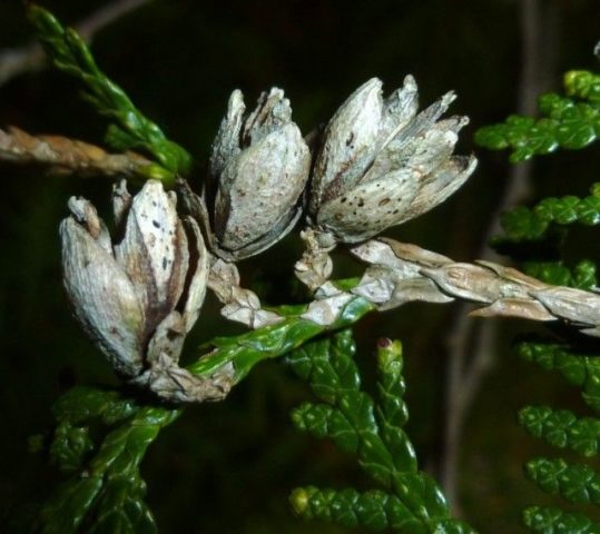 Tui diseases: treatment in the spring from pests and diseases, photo