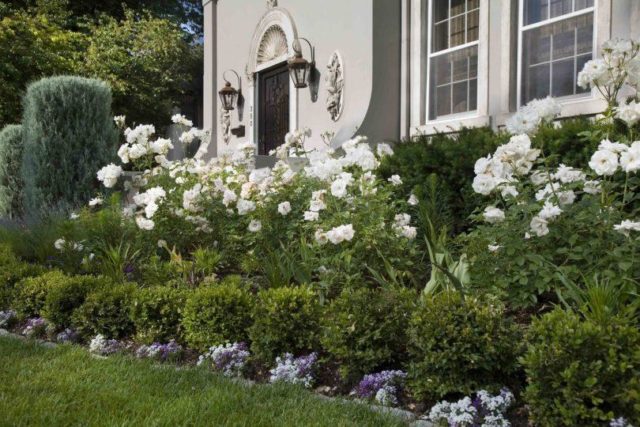 Tui in landscape design: photos on the site, in the country, compositions with hydrangea