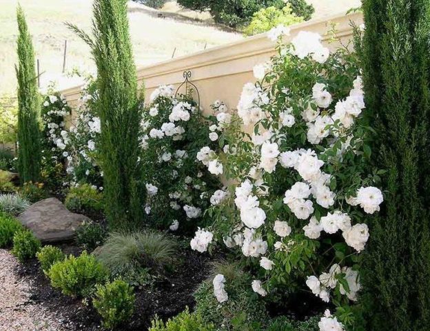 Tui in landscape design: photos on the site, in the country, compositions with hydrangea