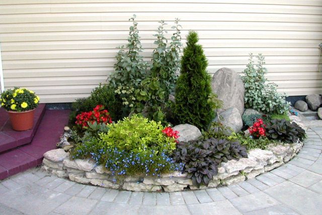 Tui in landscape design: photos on the site, in the country, compositions with hydrangea