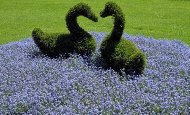 Tui in landscape design: photos on the site, in the country, compositions with hydrangea