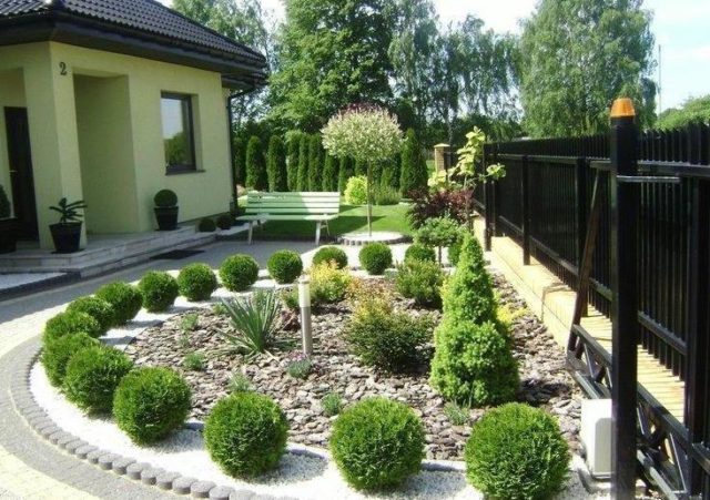 Tui in landscape design: photos on the site, in the country, compositions with hydrangea