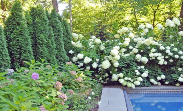 Tui in landscape design: photos on the site, in the country, compositions with hydrangea