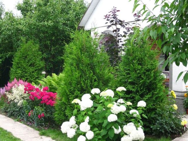 Tui in landscape design: photos on the site, in the country, compositions with hydrangea