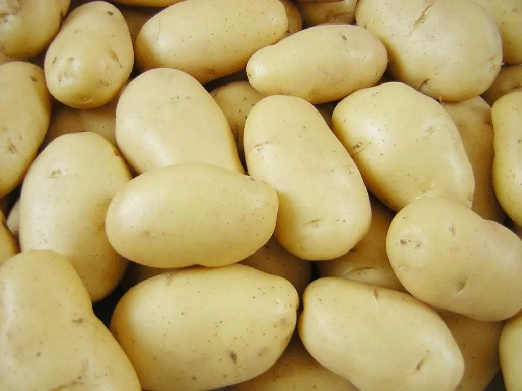 Tuleevsky potato varieties: pros and cons, yield