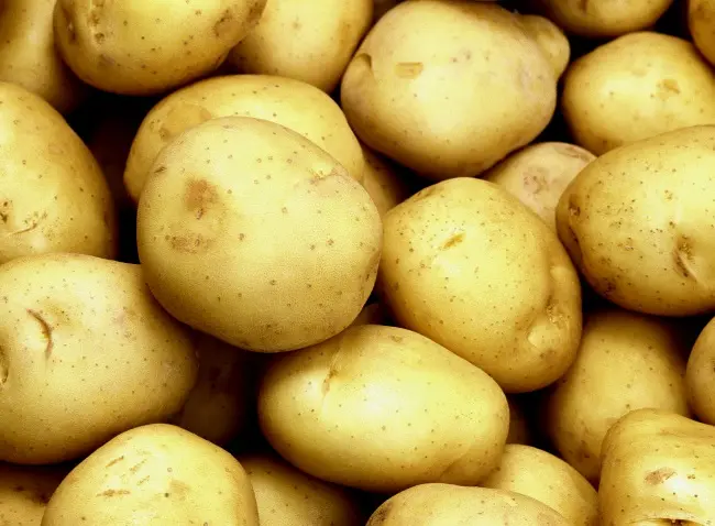 Tuleevsky potato varieties: pros and cons, yield