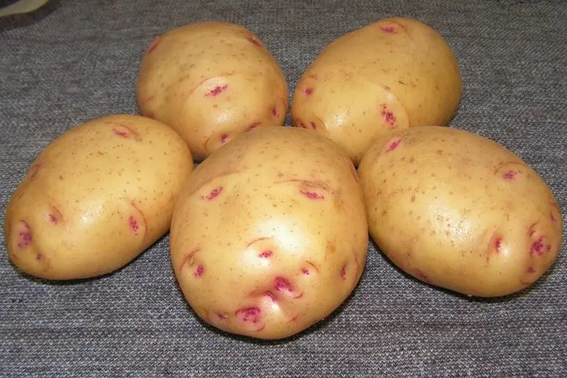 Tuleevsky potato varieties: pros and cons, yield