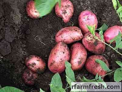 Tuleevsky potato varieties: pros and cons, yield