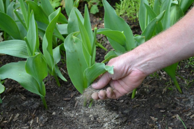 Tulip Barcelona Beauty: description, planting and care, photo