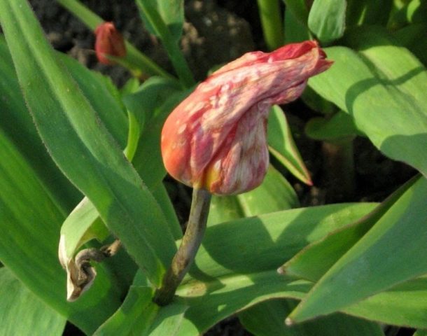 Tulip Barcelona Beauty: description, planting and care, photo