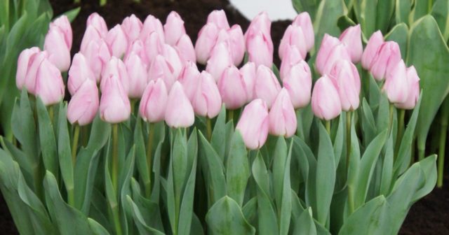 Tulip Barcelona Beauty: description, planting and care, photo