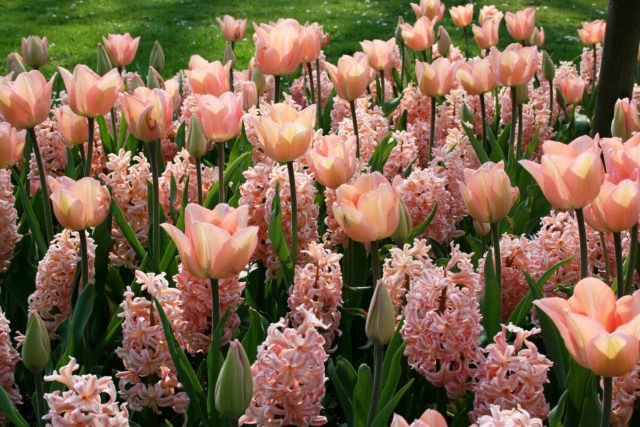 Tulip Barcelona Beauty: description, planting and care, photo