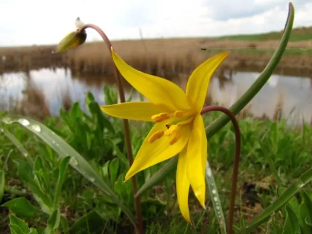 Tulip Biberstein: photo and description, where it grows, is it in the Red Book