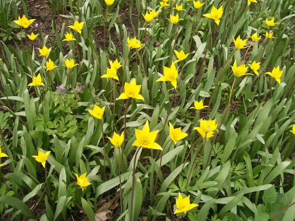 Tulip Biberstein: photo and description, where it grows, is it in the Red Book