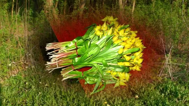 Tulip Biberstein: photo and description, where it grows, is it in the Red Book