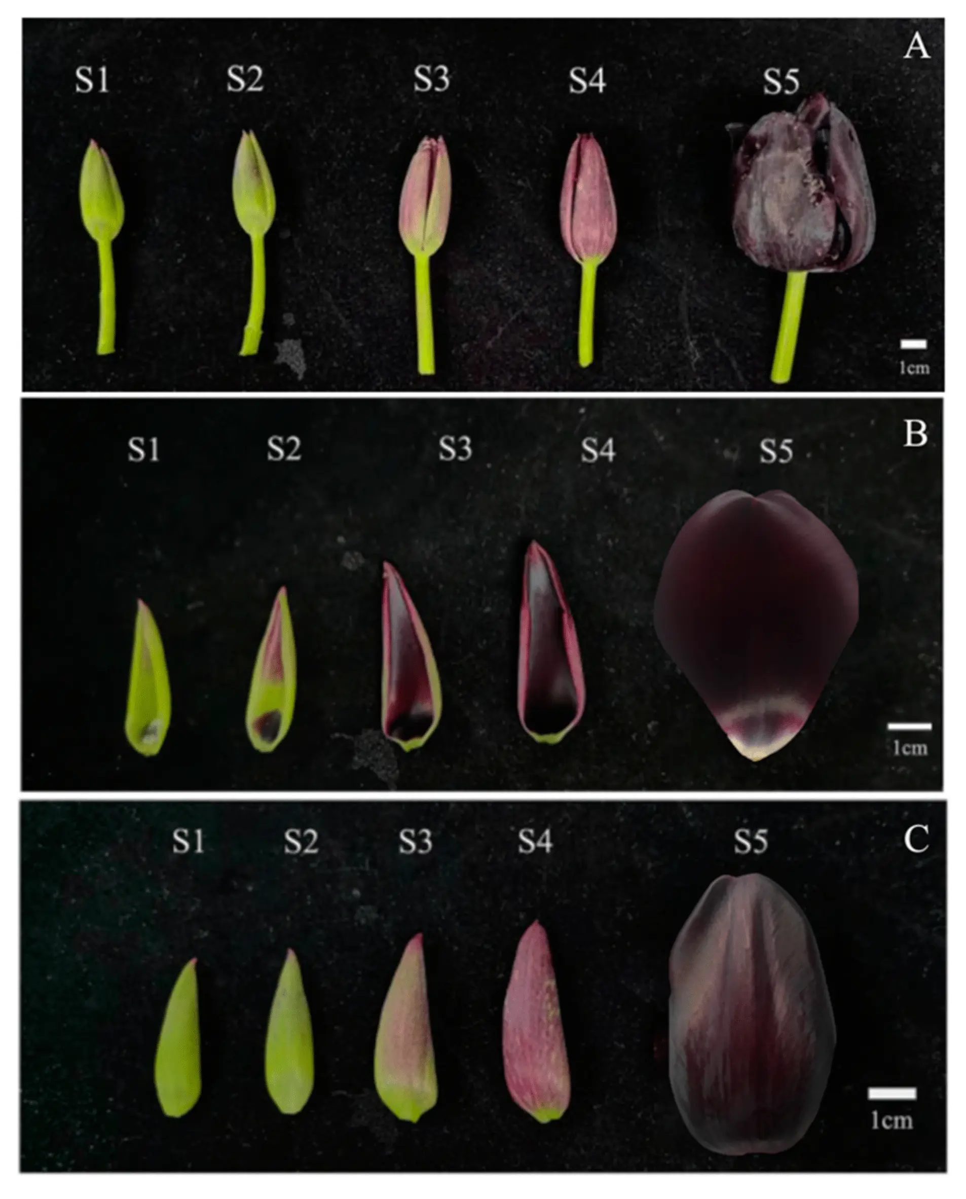 Tulip &#8211; composition, action, use, side effect